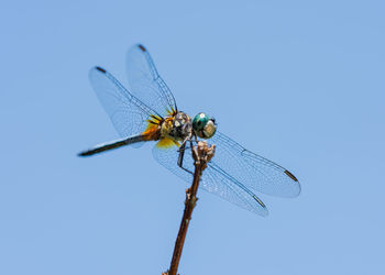 Close-up of dragonfly on twig against blue sky