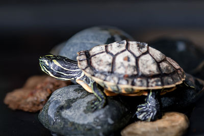 Close-up of turtle on rock
