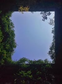 Low angle view of trees against sky