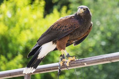 Close-up of bird perching on branch