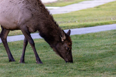 Female elk grazing in mammoth springs in yellowstone national park