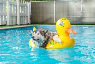 View of a dog with ball in swimming pool