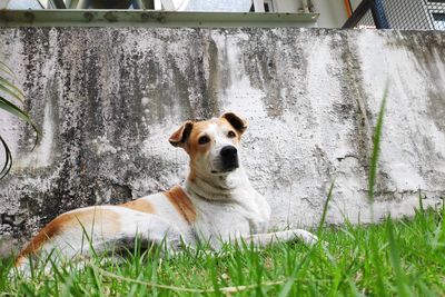 Portrait of dog looking at camera