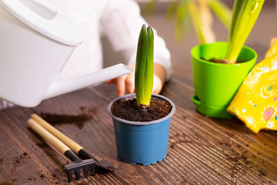 Close-up of potted plant on table