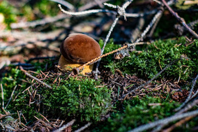 Close-up of mushroom growing on field