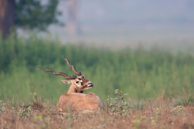 Deer relaxing on field