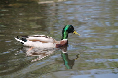 Duck swimming in lake