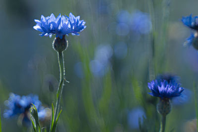 Close-up of purple flowering plant