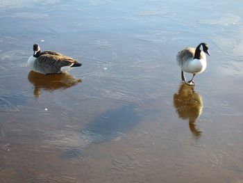 High angle view of ducks swimming in lake