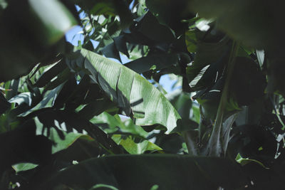 Close-up of fresh green plants