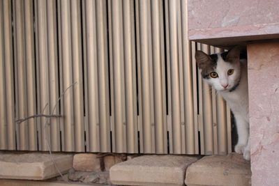 Portrait of cat peeking from wall