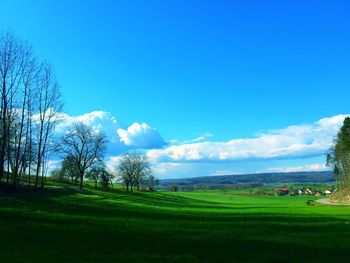 Scenic view of field against blue sky