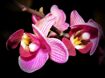 Close-up of pink flowers blooming against black background