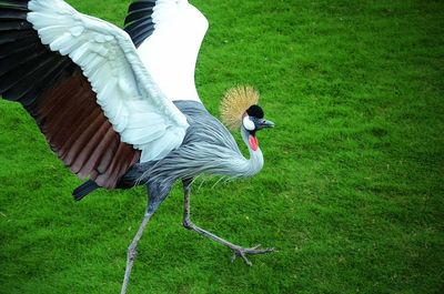 View of a bird flying over a field