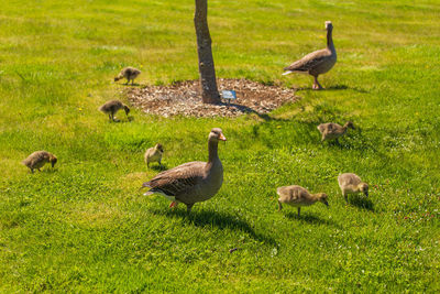 Ducks on a field