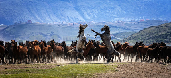 Horses on field against sky