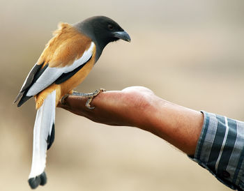 Bird perching on hand