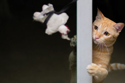 Close up shot of a cute orange tabby cat clinging glass door while playing doll