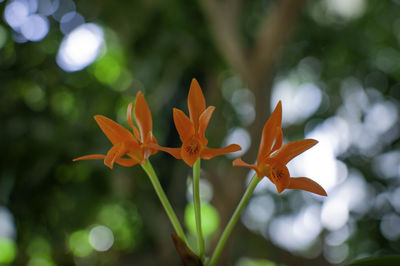 Close-up of orange flowering plant