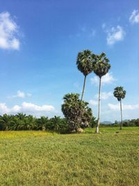 Trees on field against sky