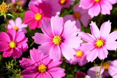 Close-up of pink flowers