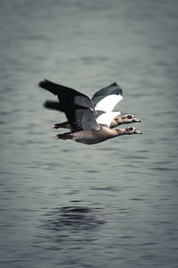 Bird flying over lake