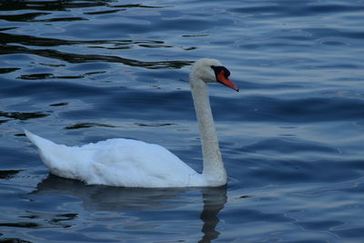 Swan swimming in blue lake