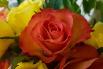 Close-up of rose bouquet