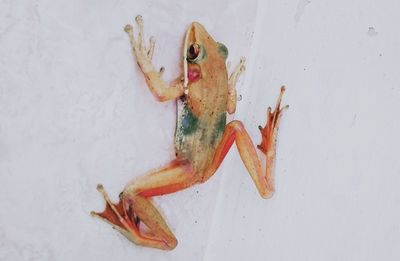 High angle view of frog on wall