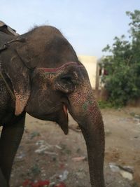 Close-up of elephant