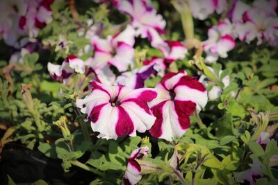 Close-up of pink flowering plants