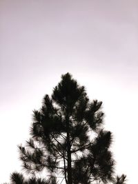 Low angle view of tree against clear sky