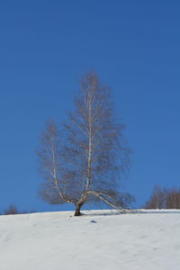 Bare tree on snow covered field against clear blue sky