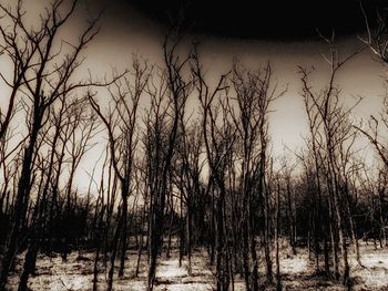 Bare trees against sky