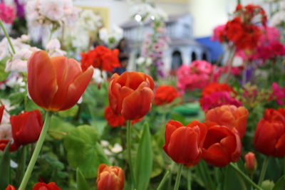 Close-up of red tulips in field