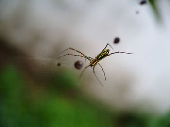 Close-up of spider on web