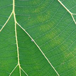 Full frame shot of green leaf