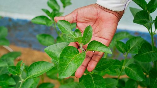 Close-up of hand holding leaves