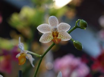 Close-up of flowers blooming outdoors