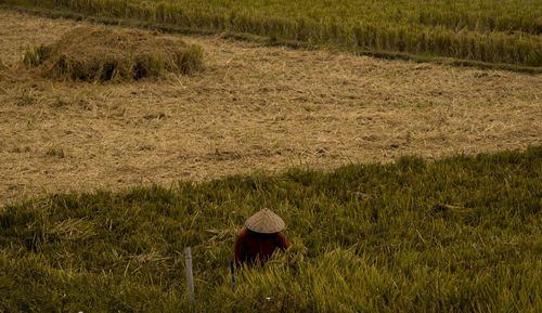 View of sheep on field