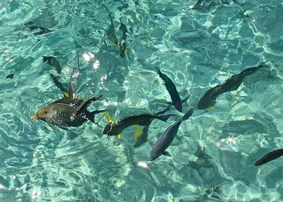 High angle view of fish swimming in sea