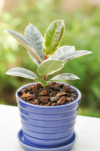 Close-up of potted plant