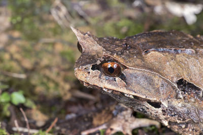 Close-up of frog on leaf