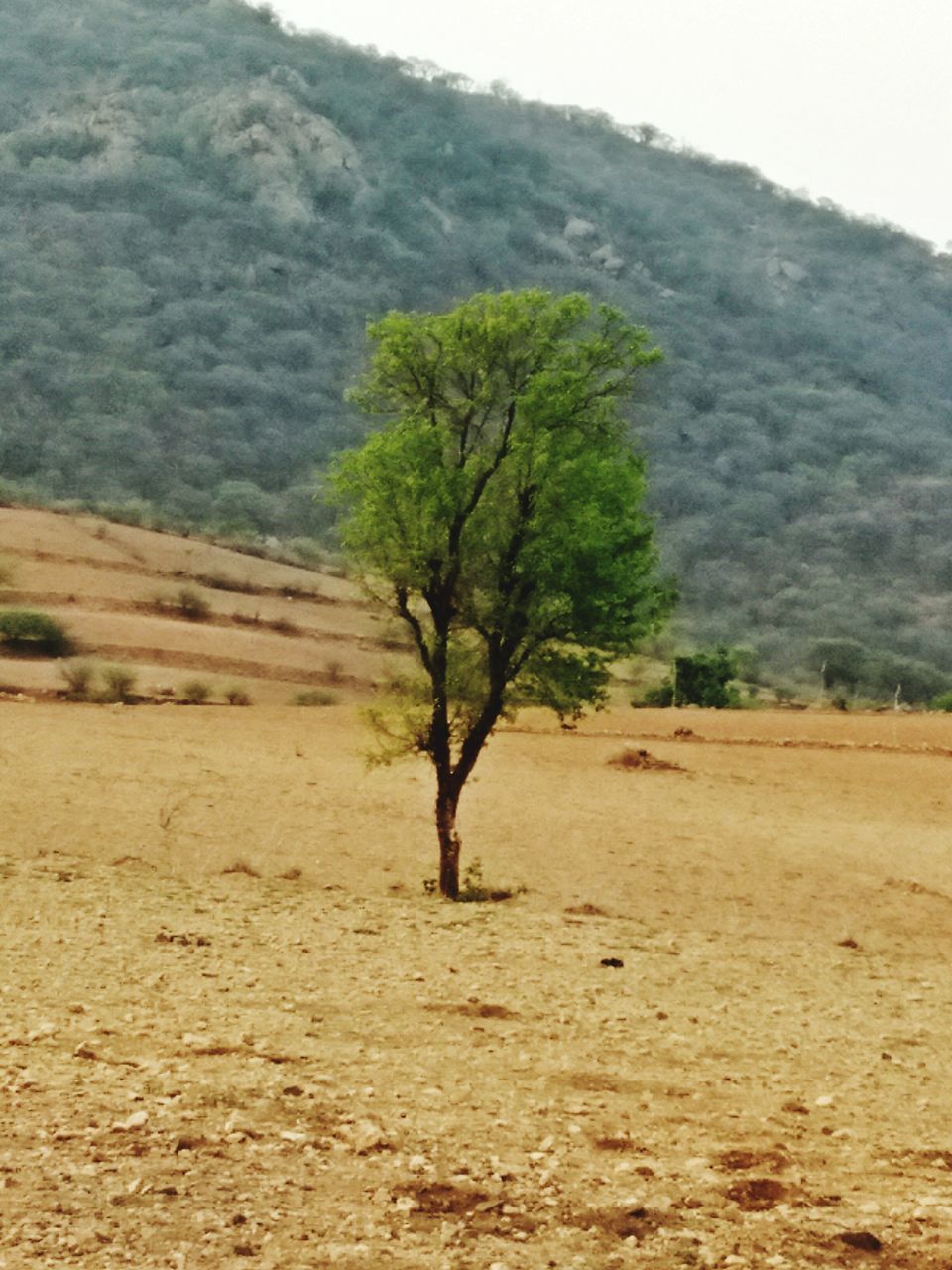 tree, nature, growth, landscape, beauty in nature, scenics, tranquility, outdoors, non-urban scene, branch, day, no people, tranquil scene, green color, sky