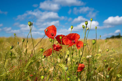 Corn field with poppies on a sunny day