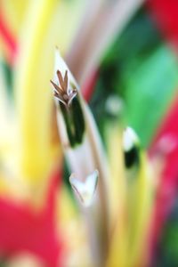 Close-up of multi colored flowering plant