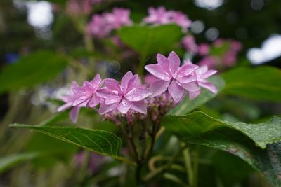 Close-up of pink flowers