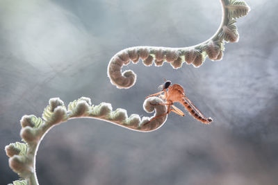 Robber fly on ferns