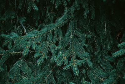 Full frame shot of fir tree