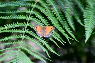 Close-up of butterfly perching on plant